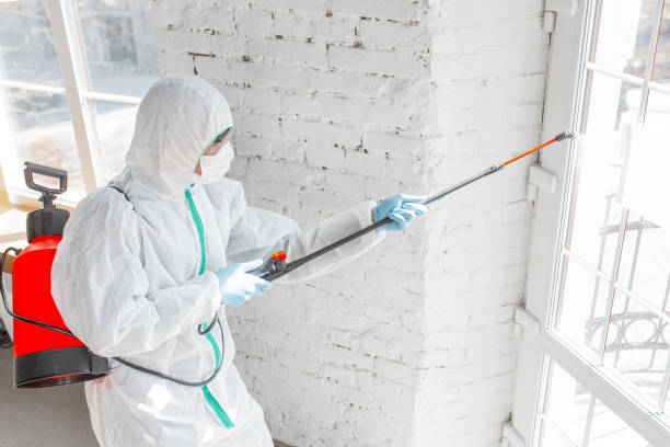 Why You Should Choose Our Mold Remediation Services in Fillmore, CA